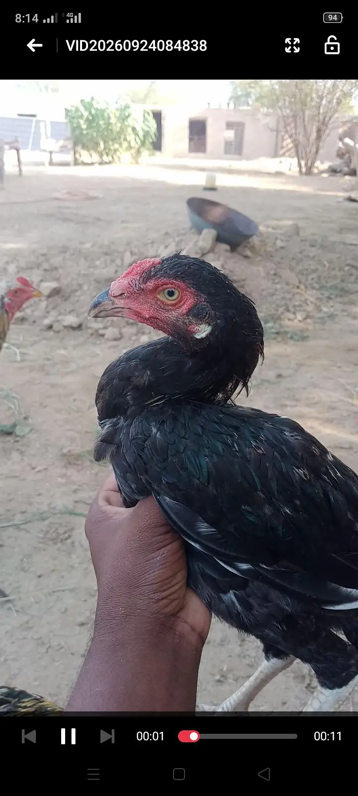 amroha cross 5 patthe for sale hai — photo 4