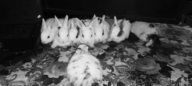 Healthy Cute Desi Bunnies