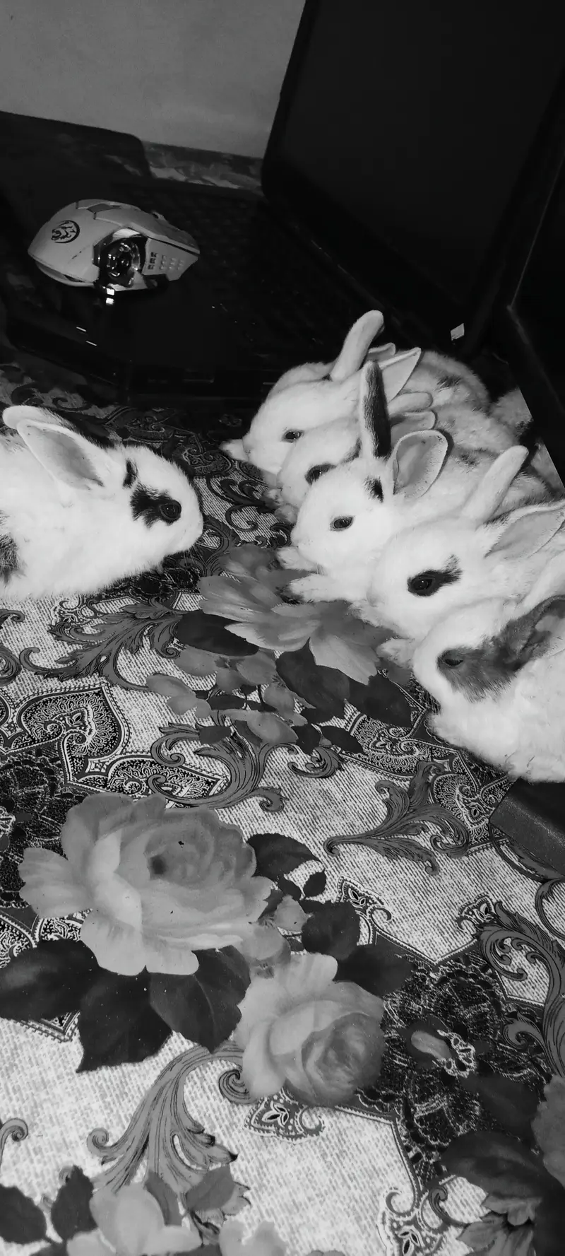 Healthy Cute Desi Bunnies — photo 2