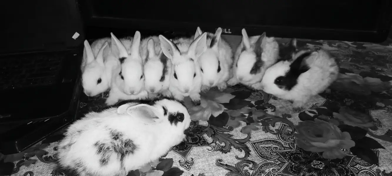 Healthy Cute Desi Bunnies — photo 3