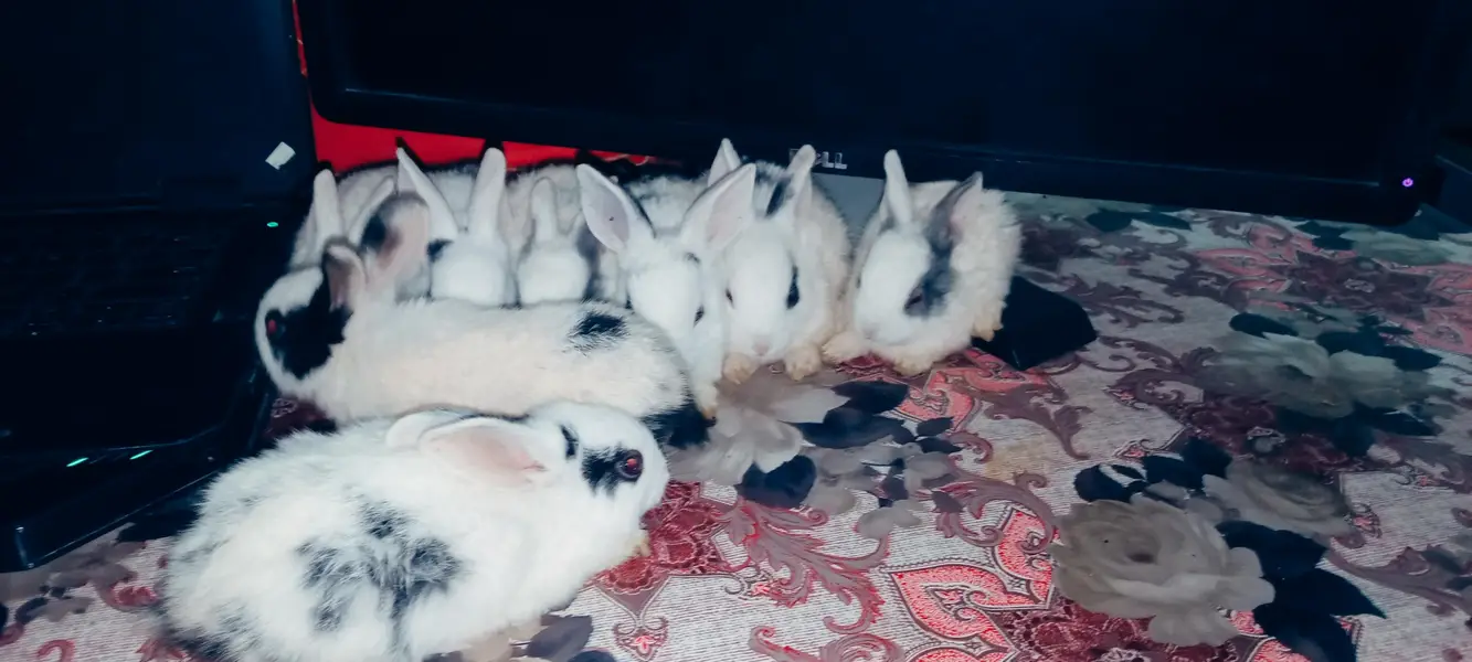 Healthy Cute Desi Bunnies — photo 4