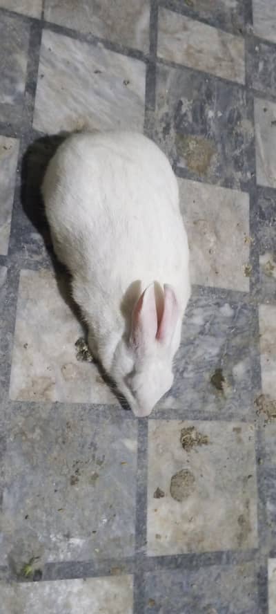 Mashallah New Zealand cross female rabbit available for sale