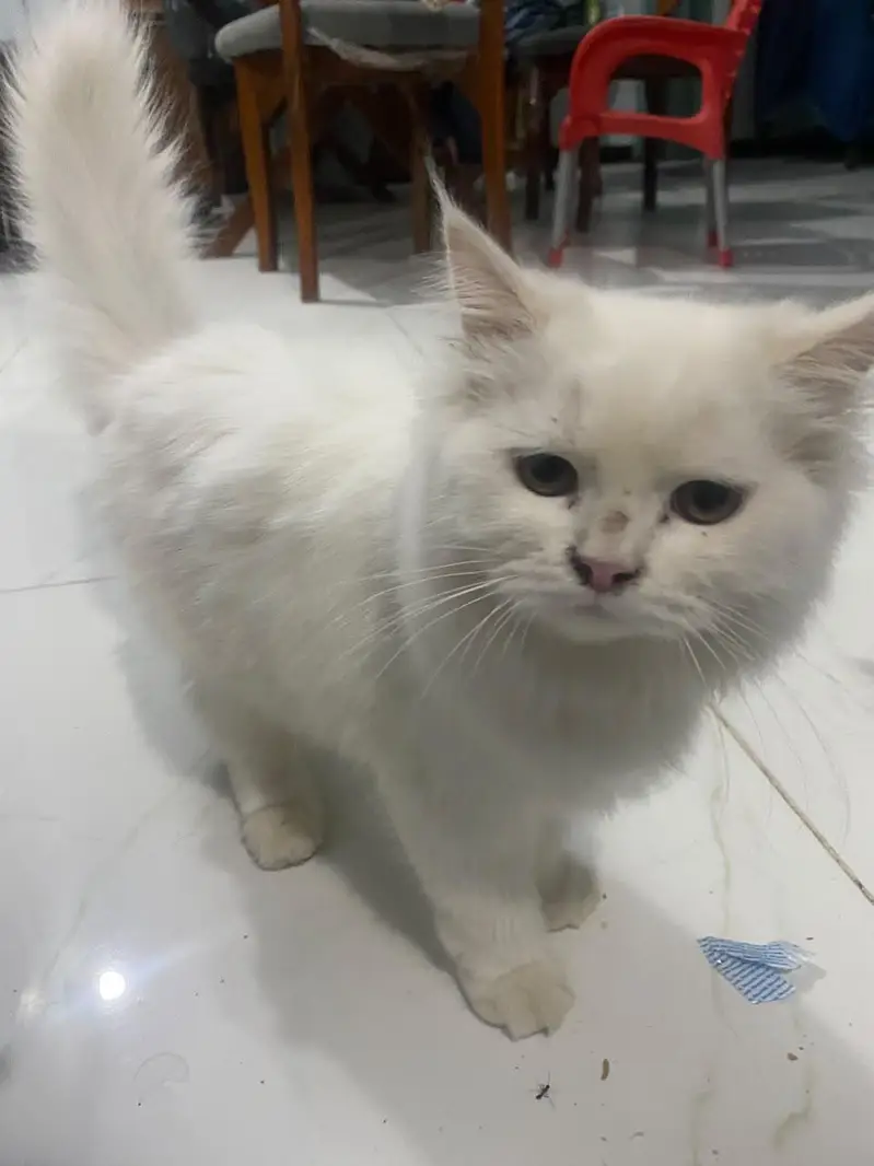 Adorable, Loving & Litter-Trained Cats for Sale — photo 2
