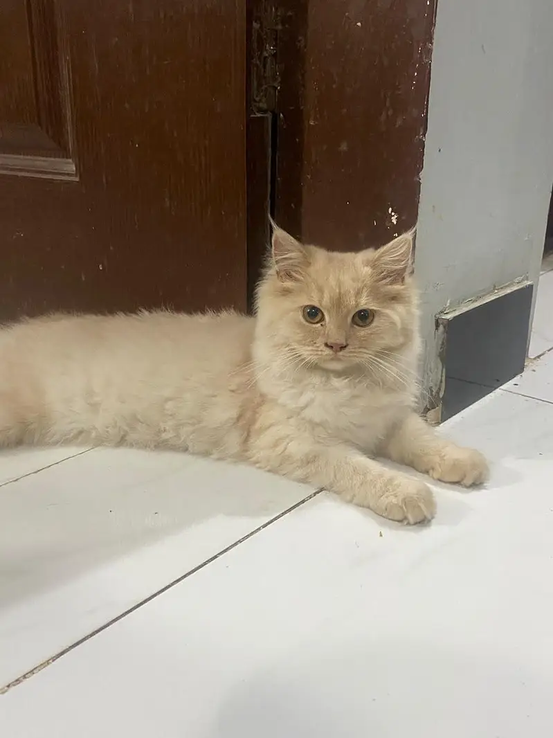 Adorable, Loving & Litter-Trained Cats for Sale — photo 4