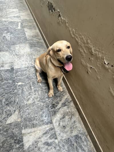 Labrador