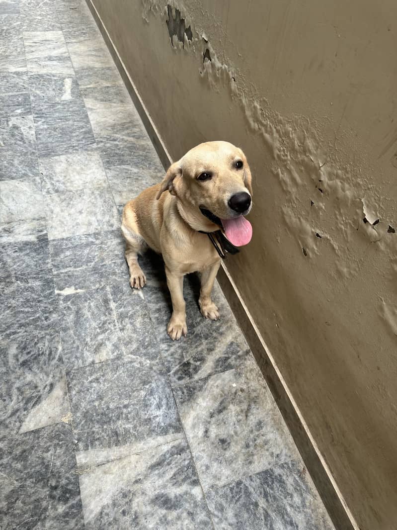 Labrador 0