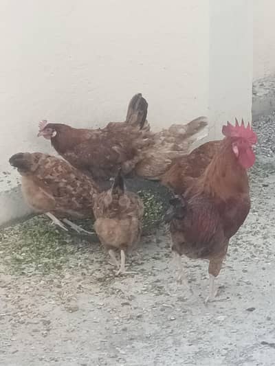 Egg laying Hens