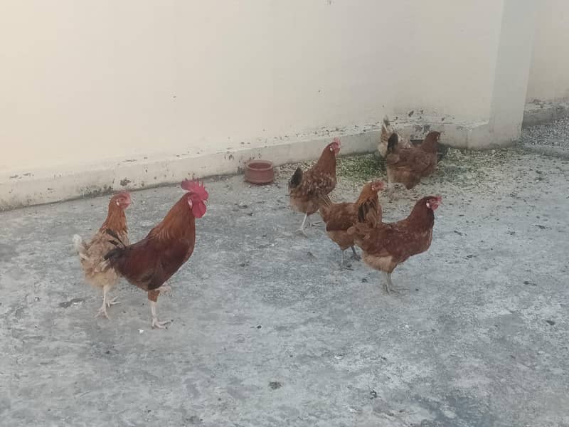 Egg laying Hens 1