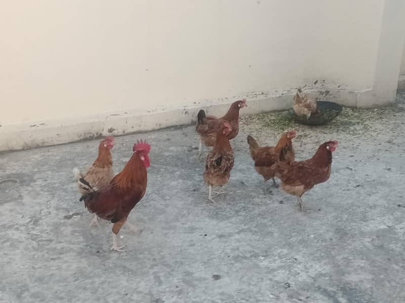 Egg laying Hens 2