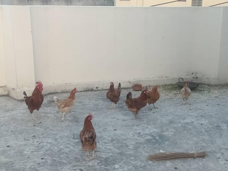 Egg laying Hens 3