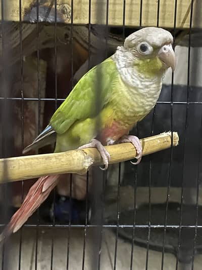 Pineapple Conure Female Ready To Breed