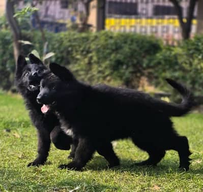Block German Shepherd Male Puppy