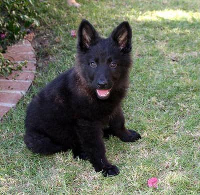 Block German Shepherd Male Puppy