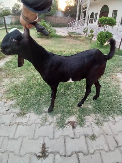 7 month apny ghr ka bacha . full gurnteed cheez. zemidari ky sath .