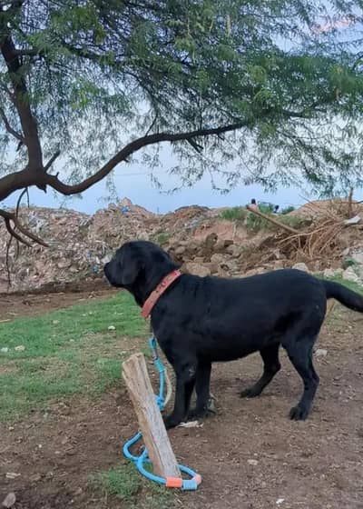 best dog