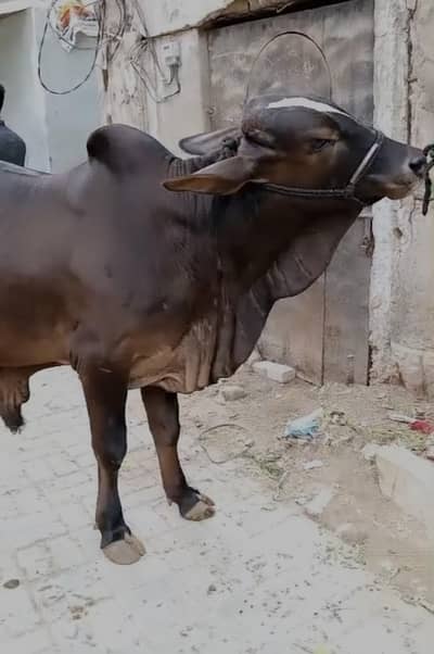 Bachra