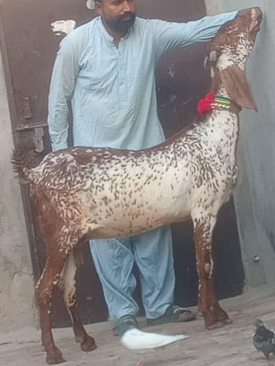 Makhi cheeni Gabn bakri sale