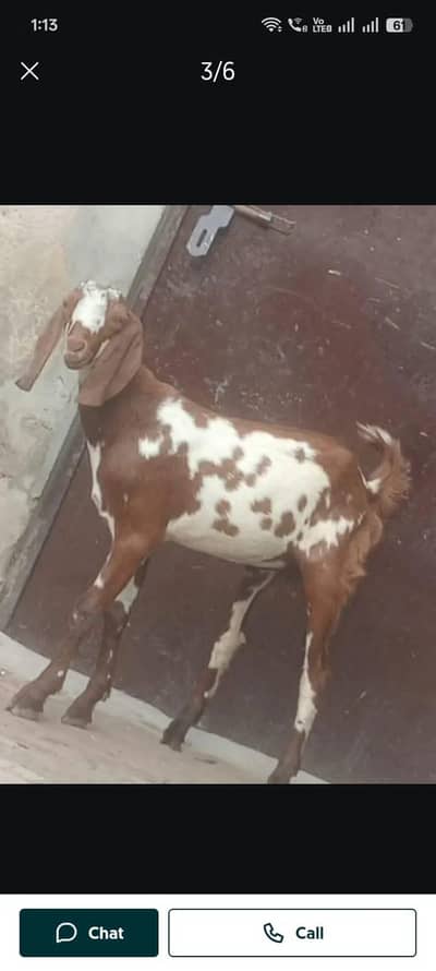 Nagra crass bacha sale