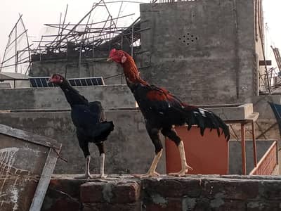 aseel murga for sale