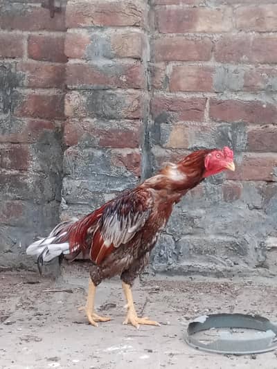 aseel murga for sale