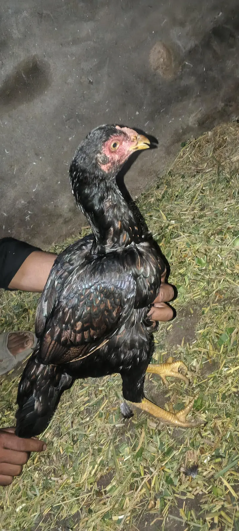 Aseel lakha murga ka bacha limited stock hai aik hareed kar yad karoga — photo 3
