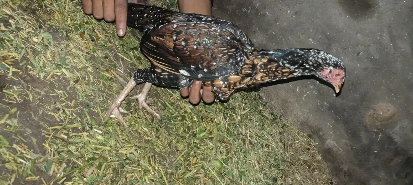 Aseel lakha murga ka bacha limited stock hai aik hareed kar yad karoga — photo 4
