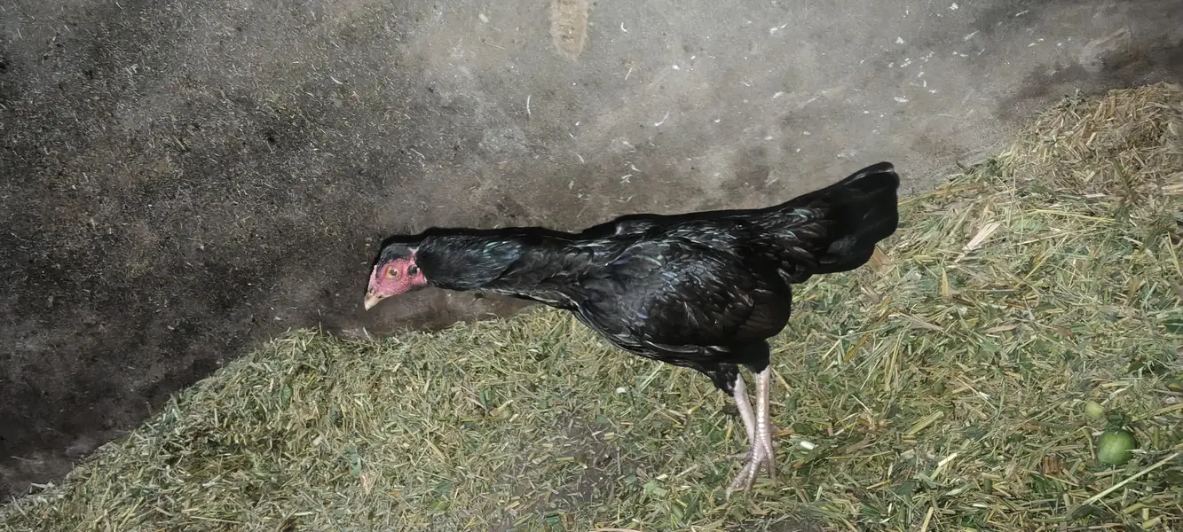 Aseel lakha murga ka bacha limited stock hai aik hareed kar yad karoga — photo 6