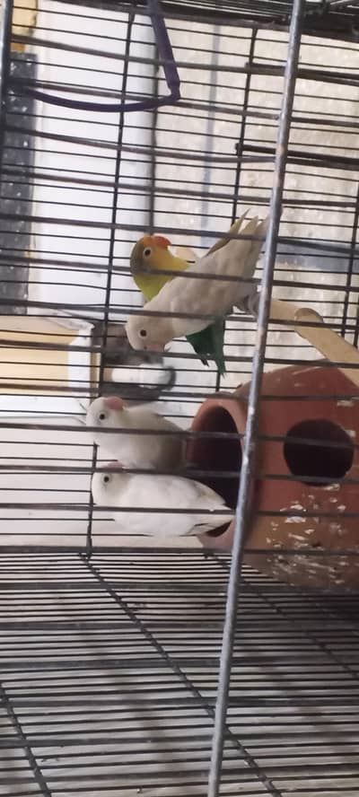 lovebirds breeder pair