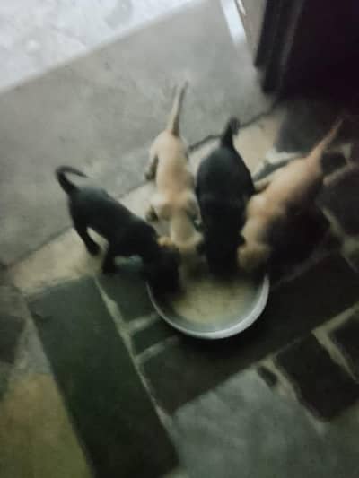 Labrador femaleS
