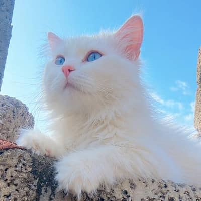 White persian cat with blue eyes