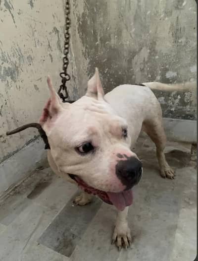 Female American Bully Dog For Sale - Healthy And Well Built