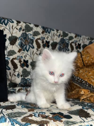 persian kitten