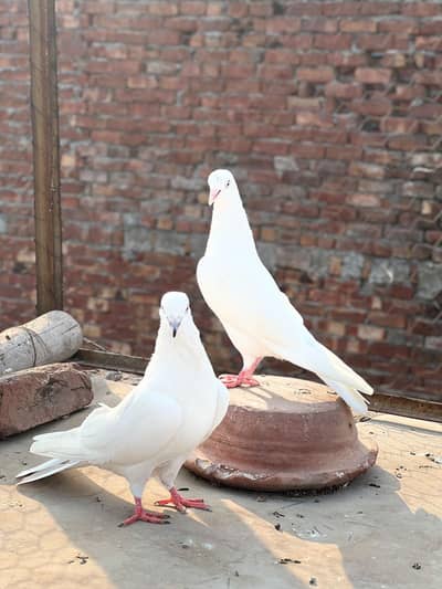 pigeon Kabooter for sale