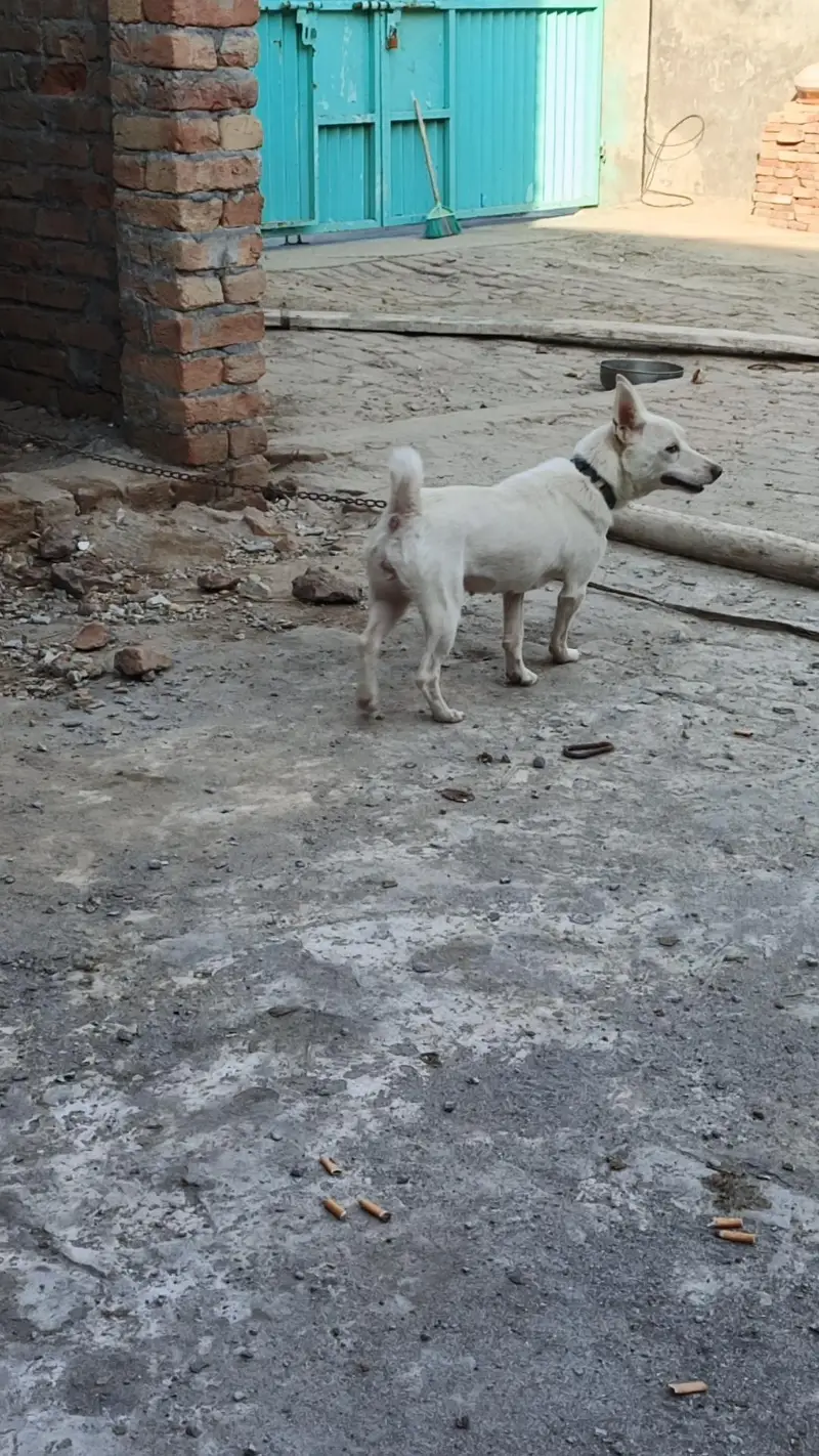 Sicutiy k Bohat Achi hai — photo 2