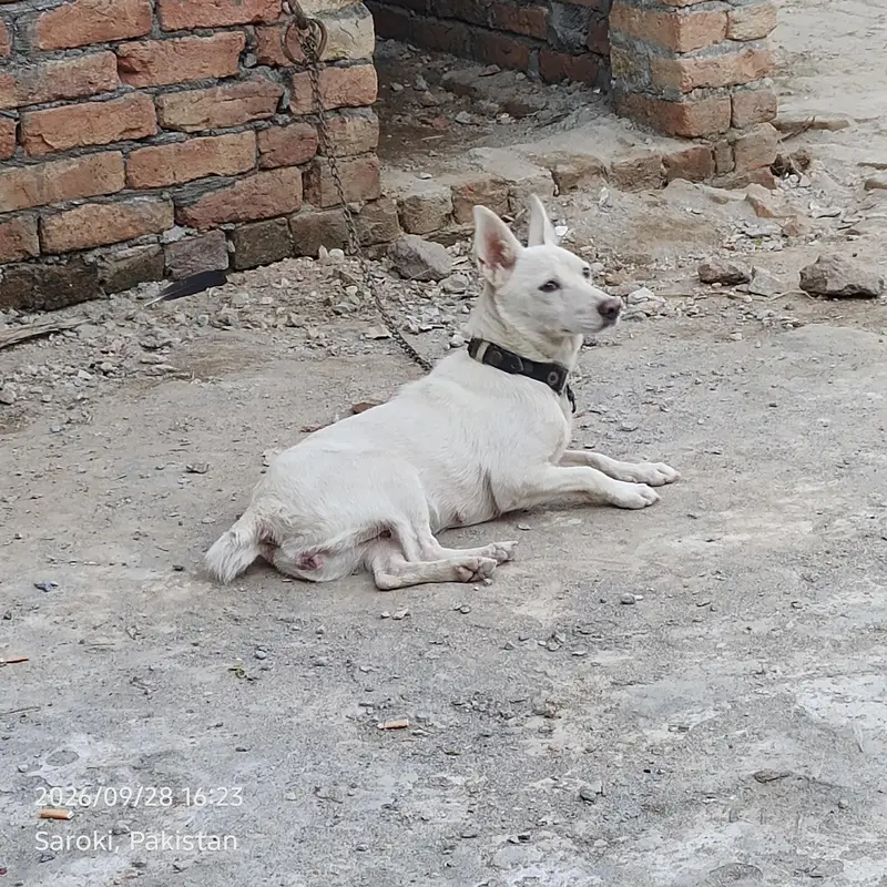 Sicutiy k Bohat Achi hai — photo 3