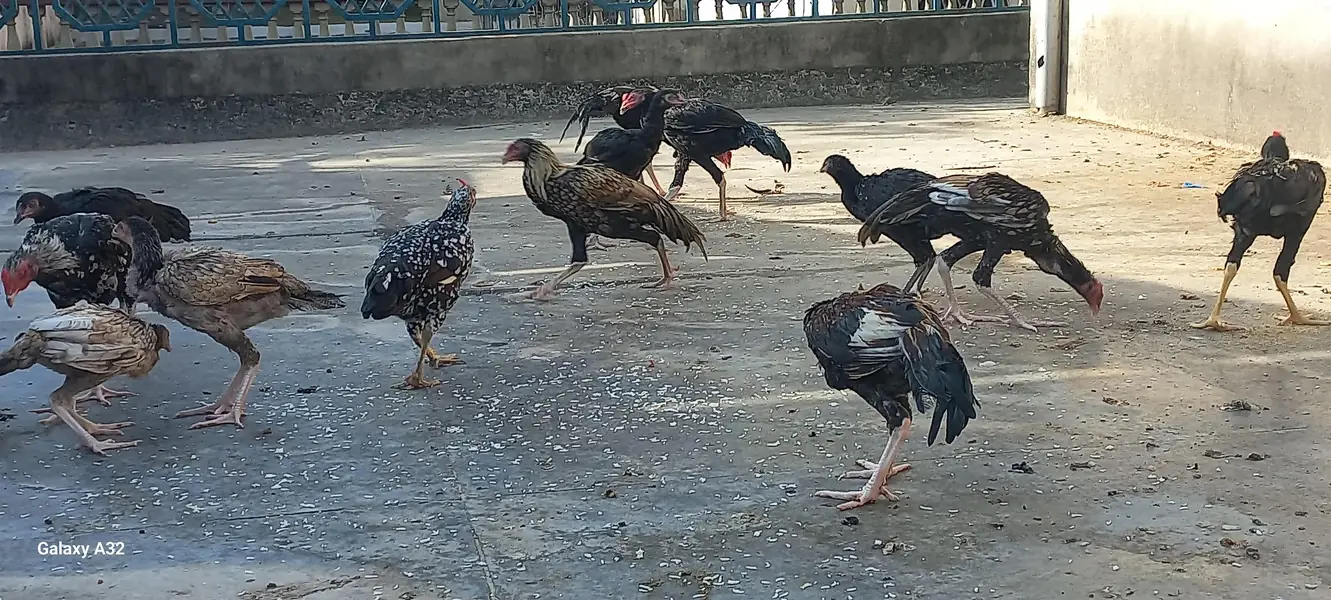 Aseel chicks/aseel — photo 2