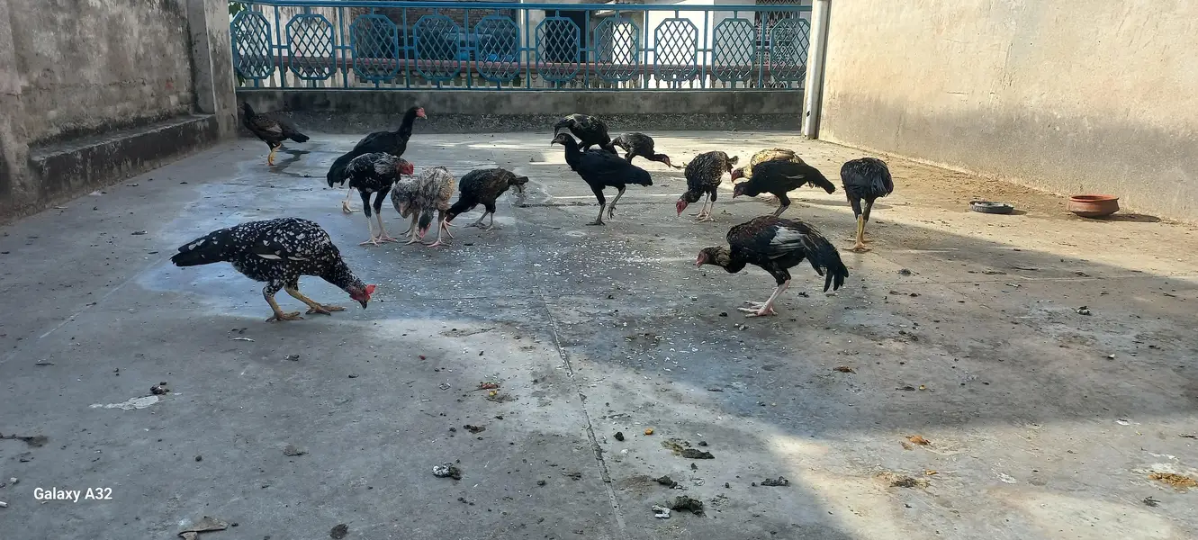 Aseel chicks/aseel — photo 3