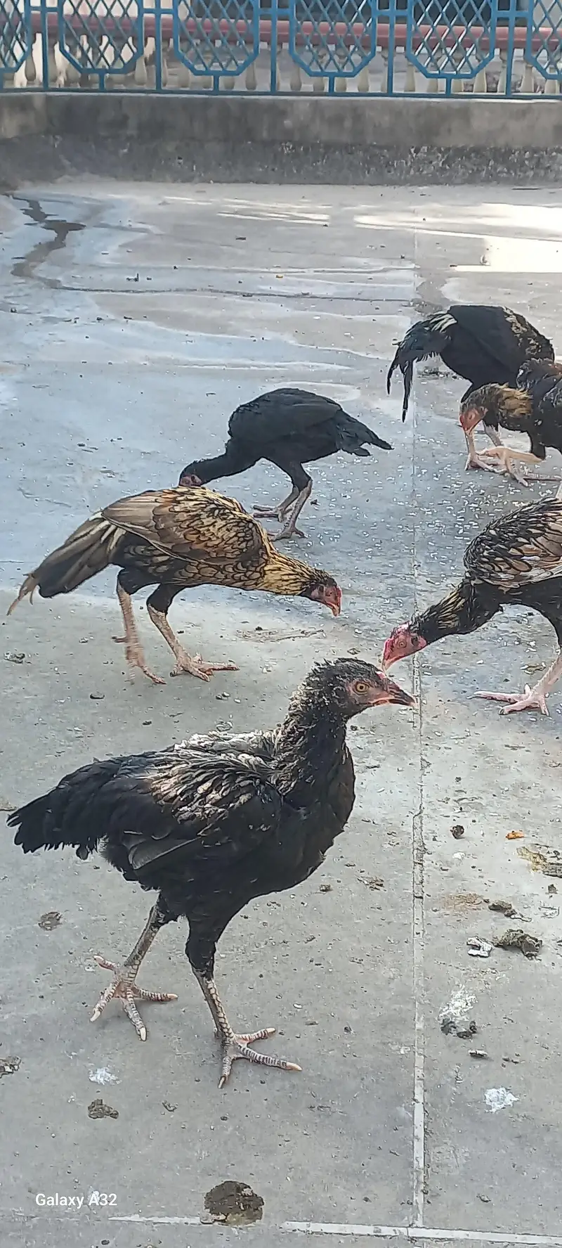 Aseel chicks/aseel — photo 4