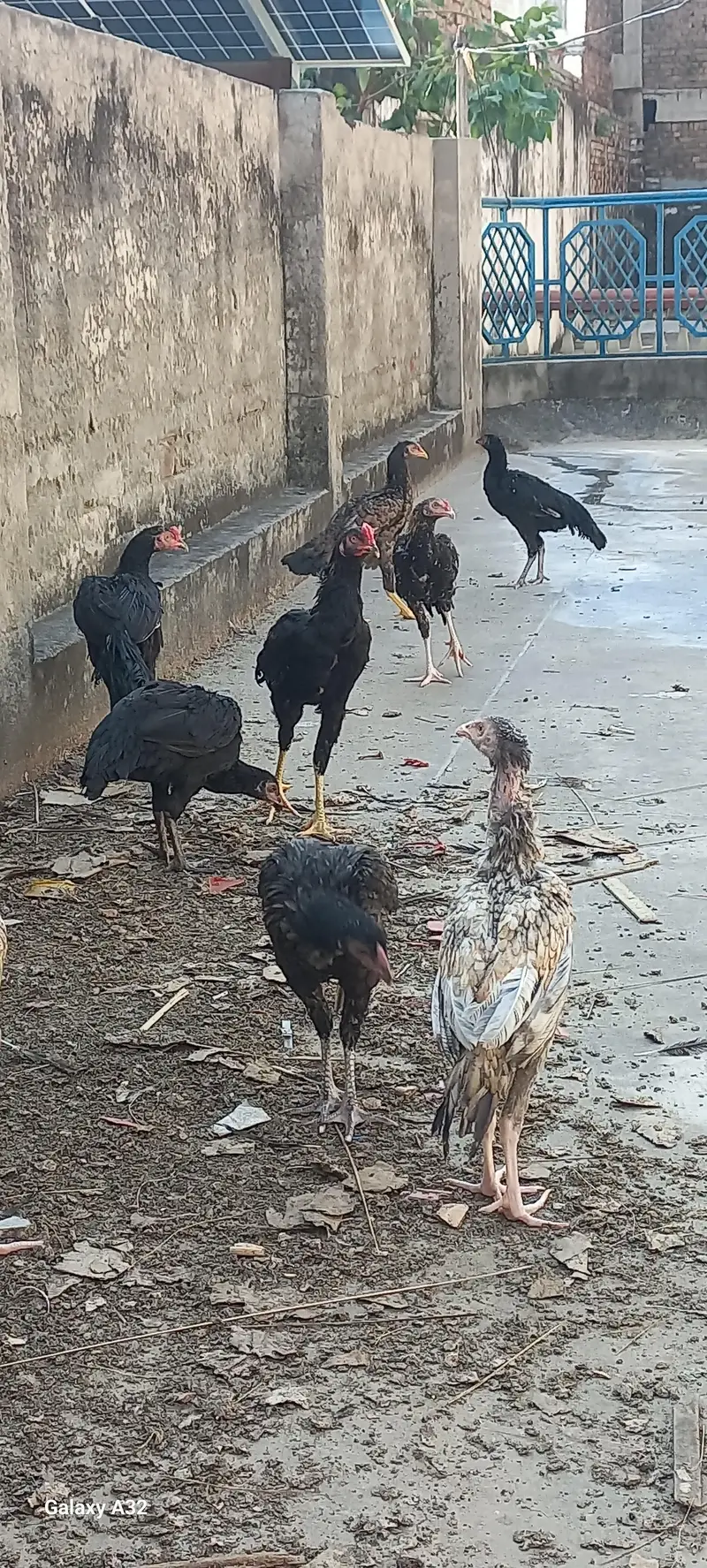 Aseel chicks/aseel — photo 5
