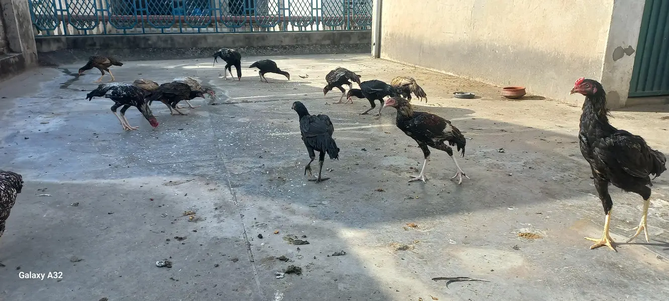Aseel chicks/aseel — photo 6