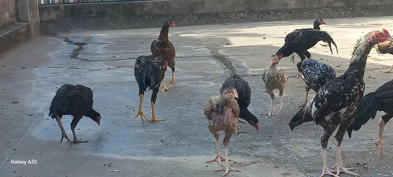 Aseel chicks/aseel — photo 7