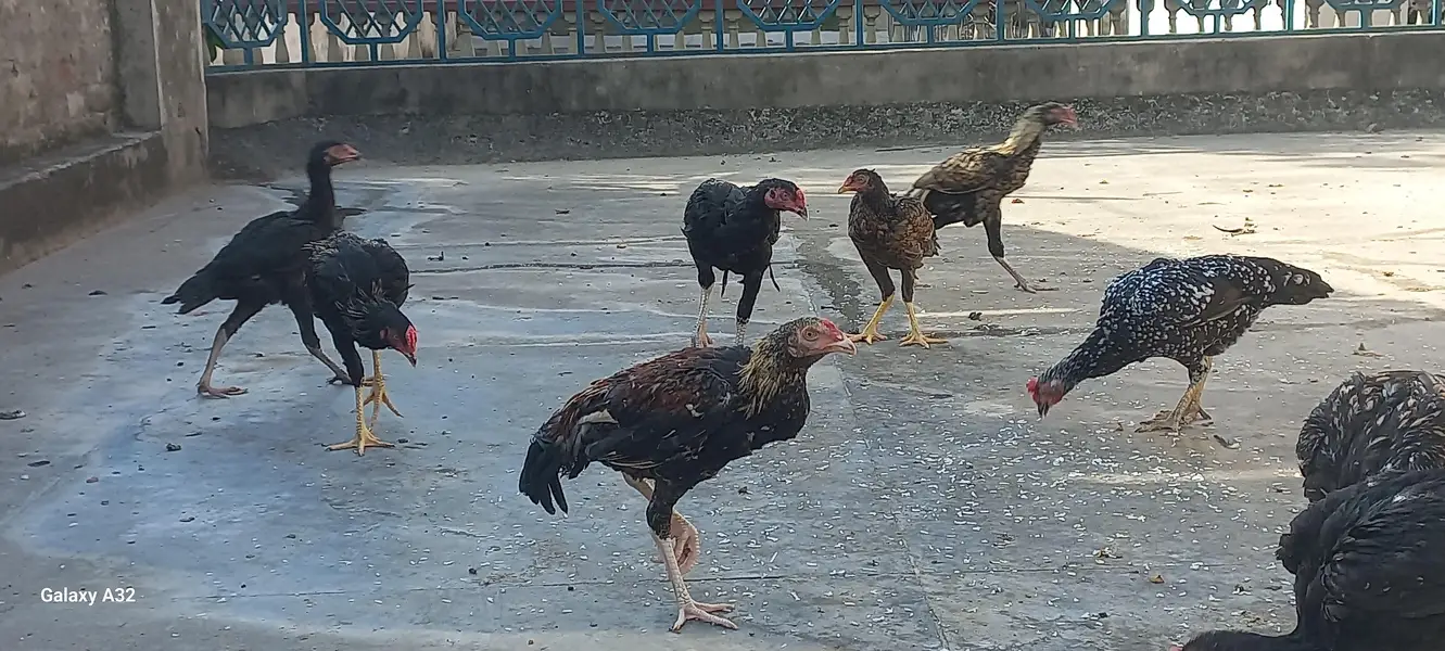Aseel chicks/aseel — photo 8