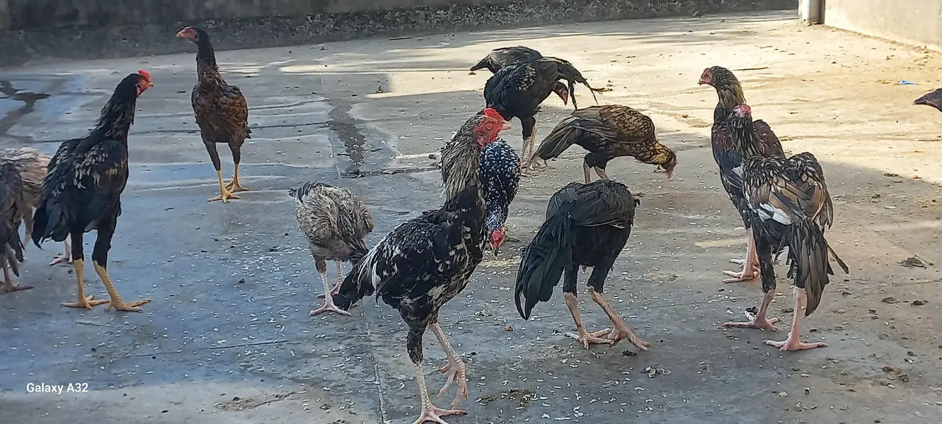 Aseel chicks/aseel — photo 10