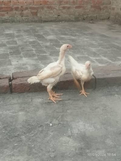 Heera shamo super pair