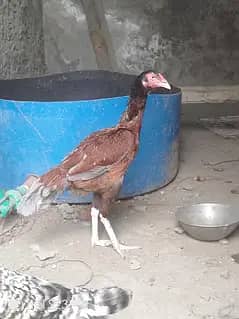 Heera female Mianwali Female chikes 03244632917