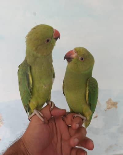 Male and female