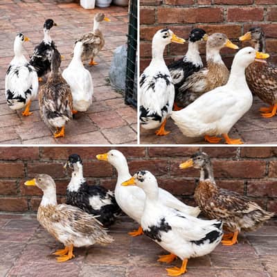 ducks