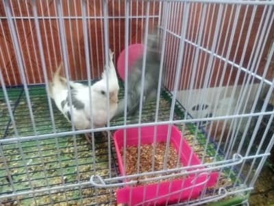 cocktail birds