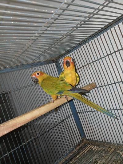Suncounre Adult pair
