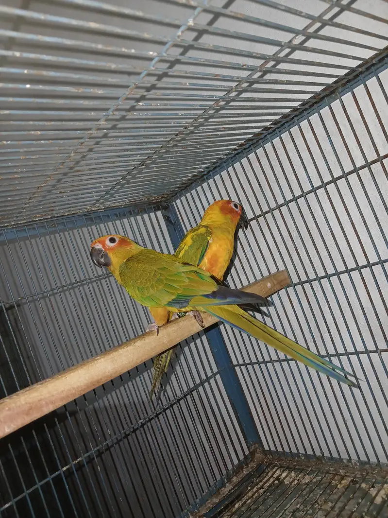 Suncounre Adult pair — photo 2